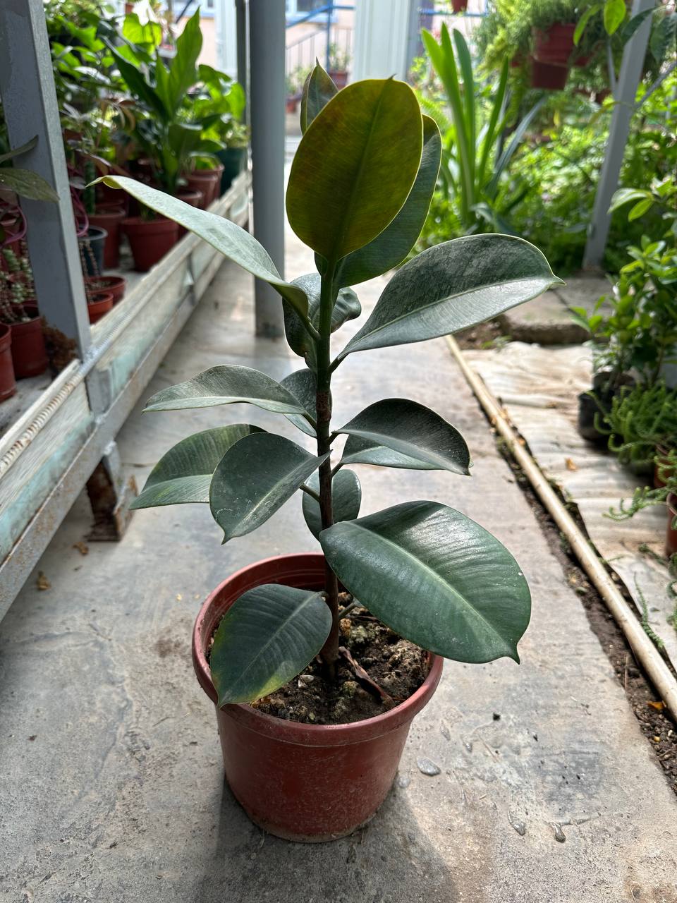 A potted rubber plant with broad glossy leaves in natural daylight
