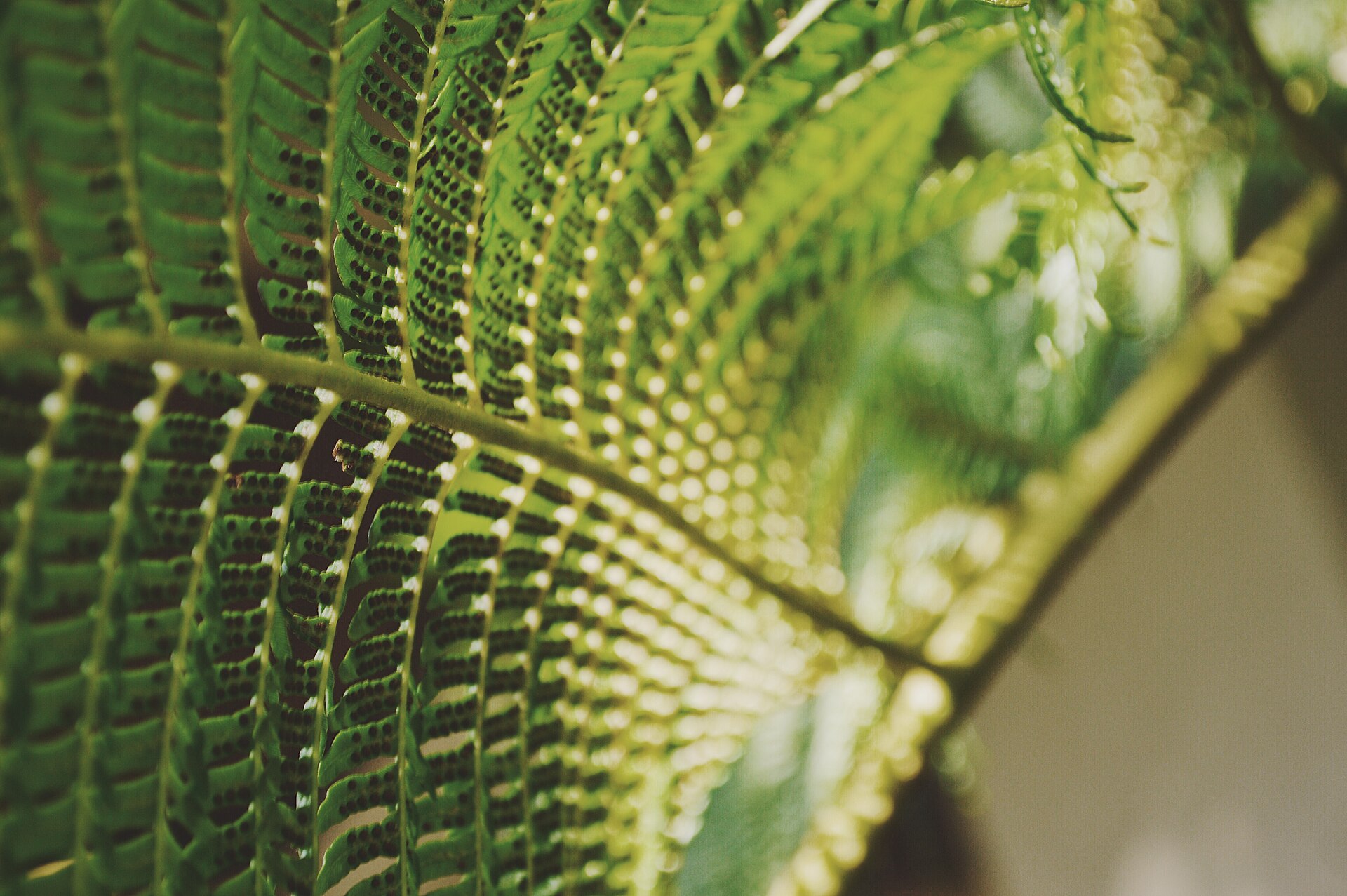 Sunlit fern fronds with fine texture and visible spores