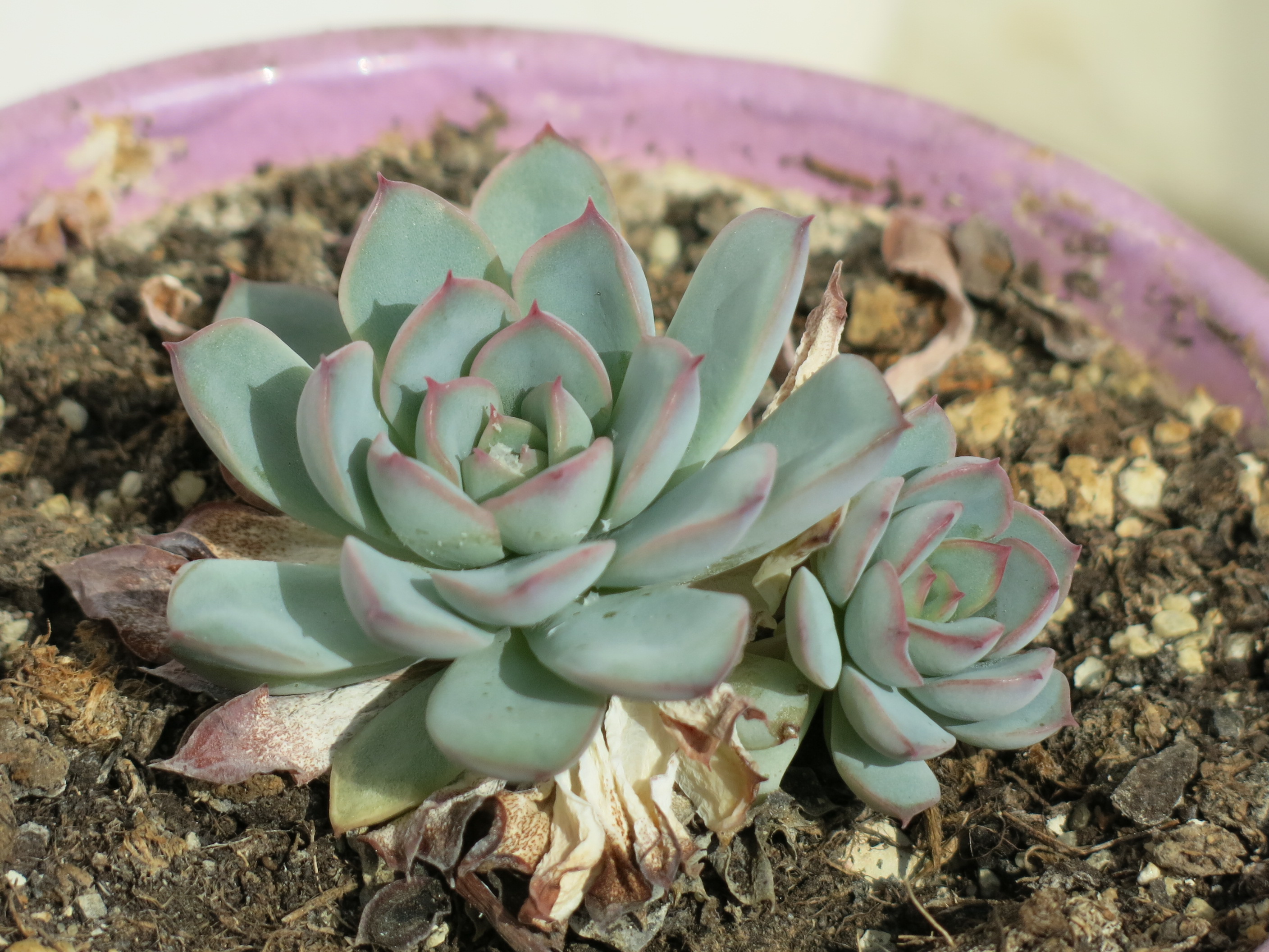 A small echeveria in a pink pot with exposed soil