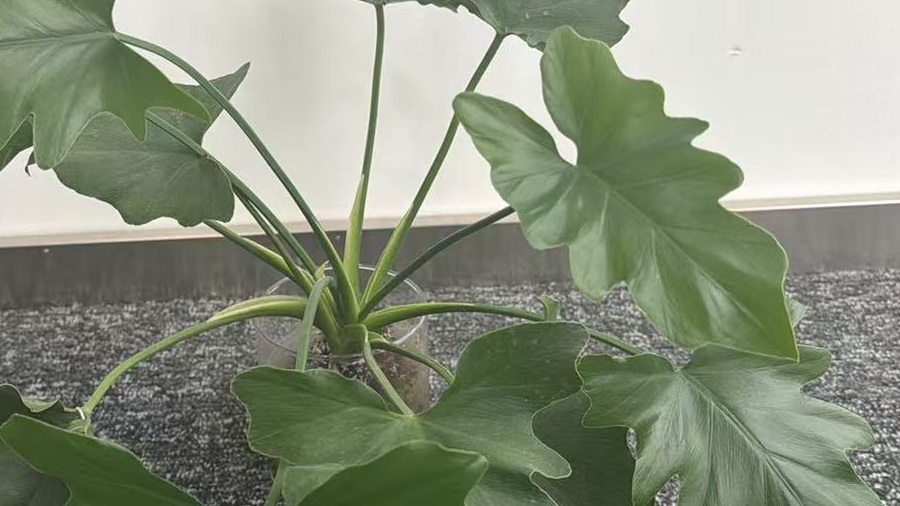 A split-leaf philodendron in a clear nursery pot