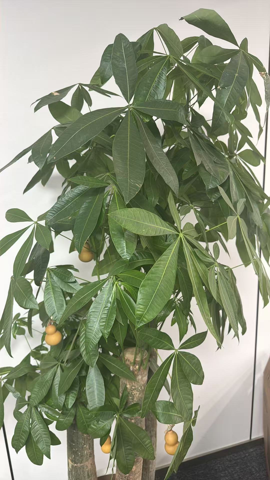A braided money tree with broad green leaves in a bright room