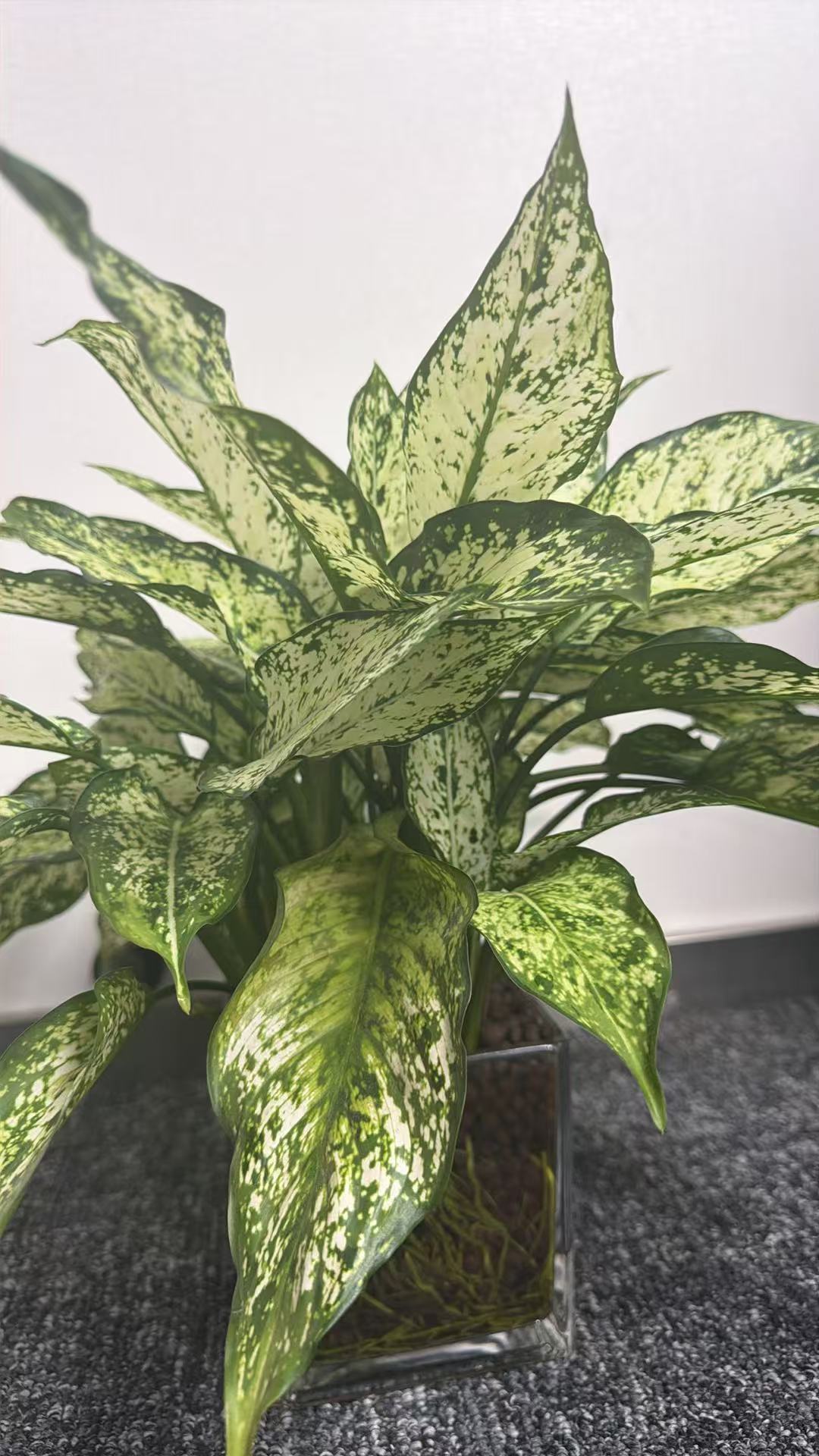 A variegated Chinese evergreen in a clear container
